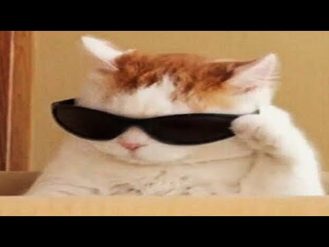 You Laugh You Lose 😹 Funniest Cats and Dogs 2025😂 Part 1