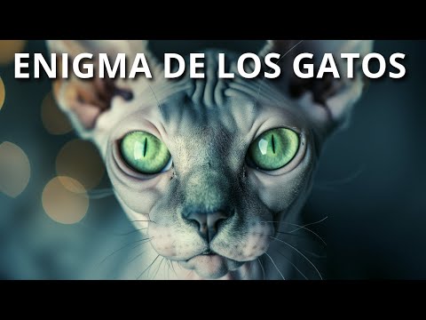 El enigmático mundo de los gatos | Sus habilidades especiales