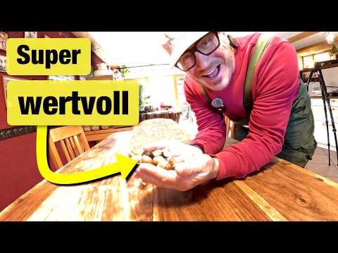 Super wertvoll - ihr müsst es nur aufsammeln | Süßkaroffeln ernten | Immunbooster Ingwer und Kurkuma