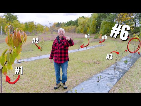 You ONLY need THESE 6 trees to start your own Permaculture Orchard!