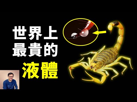 每毫升1萬美元,世界上最貴的液體!這種蠍毒為何值天價?從陸地霸主到昆蟲殺手,再到燒烤美食,蠍子不為人知的秘密!【老肉雜談】#動物 #寵物 #蝎子 #毒液 #蝎毒