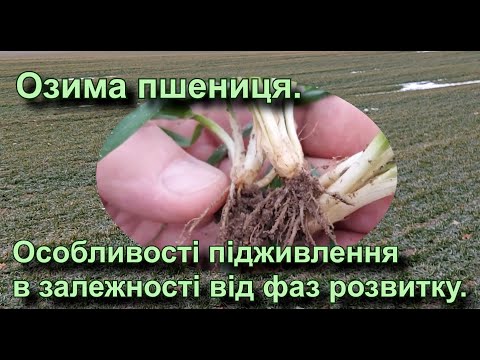 Озима пшениця.  Особливості підживлення в залежності від фаз розвитку.