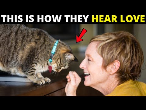 This is The Right Way To Tell Your Cat You Love Them