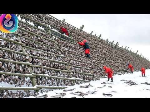 Wie arktischer Kabeljau zu Trockenfisch verarbeitet wird! Einzigartige Aufnahmen aus der Fabrik!