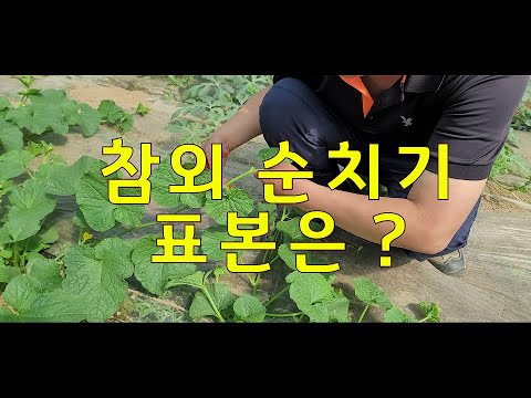 참외 순치기는 이렇게 합니다