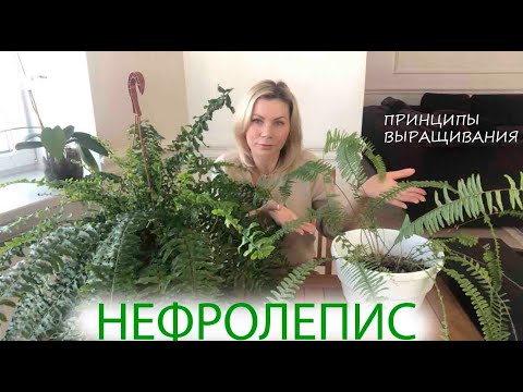 Nephrolepis | Growing Principles