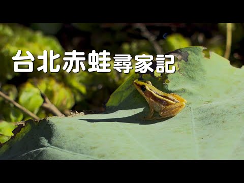 【棲地復育】台北赤蛙尋家記｜從瀕臨絕種到復育之路 (我們的島 1128集 2021-10-25)