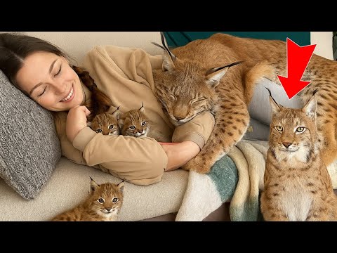 My Lynx Has a FAMILY Now – I Never Saw This Coming! 😱