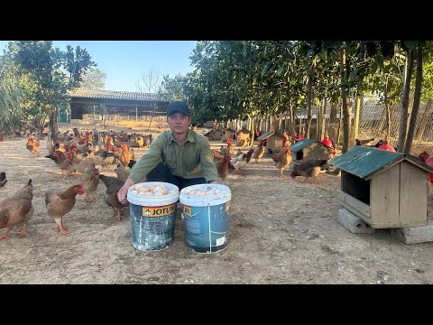 How to raise 8000 chickens for meat and eggs  - Effective poultry farming