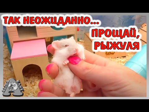 ЧТО БУДЕТ с ХОМЯКАМИ? /КРЫСЫ, МОРСКИЕ СВИНКИ , КОТ, СОБАКА, ШИНШИЛЛА, МУРАВЬИ / Alisa Easy Pets