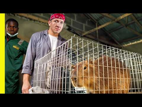 Las granjas de carne silvestre de Nigeria | Comiendo rata gigante con Miss Nigeria