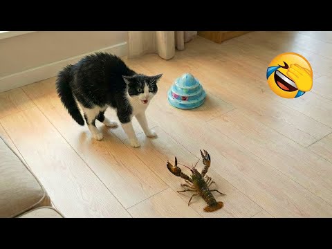 You Laugh You Lose π Funniest Cats and Dogs 2026 π
Part 3