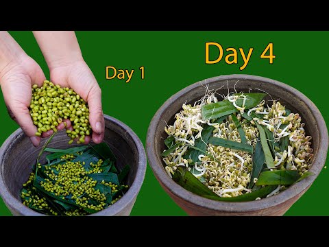Making Bean Sprouts with Banana Leaves? A Simple Method You Can Try at Home!