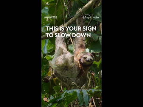 Time to go slothmode. You've earned it. #Underdogs