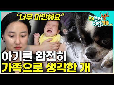 "그런 줄도 모르고 혼만 냈어요.." 개가 아기를 진정한 가족의 일원으로 생각하면 벌어지는 일│ #왜그러냥귀엽개