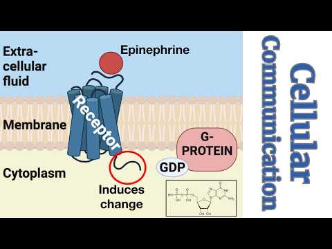 What AP Bio students MUST KNOW about Cell Communication!