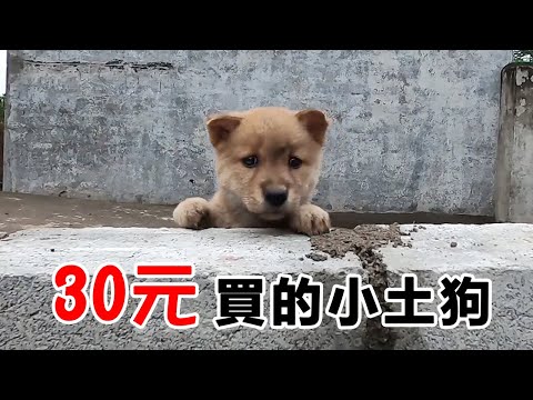 剛買來的小奶狗就認定了新主人，在身邊哼哼唧唧不願離開半步。時光慢些吧，不要這麼快就帶走了它的童年。