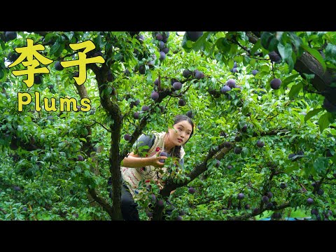 拳头大的李子！一次采满四种品种，甜过初恋的夏日果香~【叫我阿霞Channel】