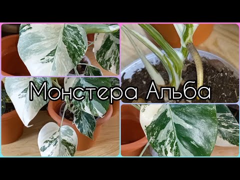 Монстера Альба🍀Уход🌹Содержание🍀Грунт🌹Полив🍀Освещение🌹Деликатесная🌹Борзигиана🍀Делициоза🌹Малая форма