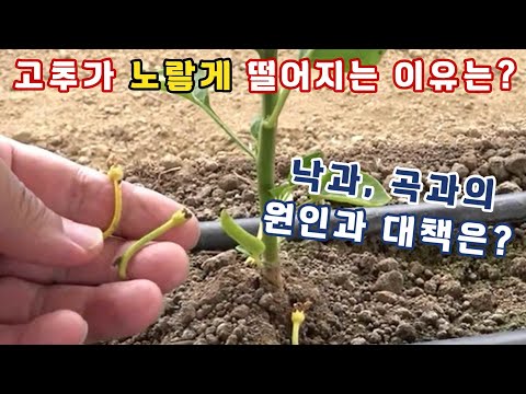 고추가 노랗게 떨어지는 이유? 고추 낙과, 곡과의 원인과 대책은?