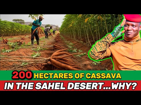 What Really Happened on Burkina Faso’s 200-Hectare Cassava Field?