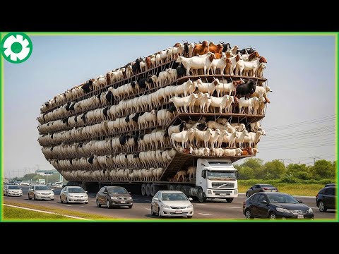 Transporting 9.9 Million Horses This Way - Biggest Heavy Equipment Machines | Heavy Machinery