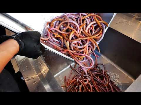 RED MUD WORMS Vietnamese Street Food
