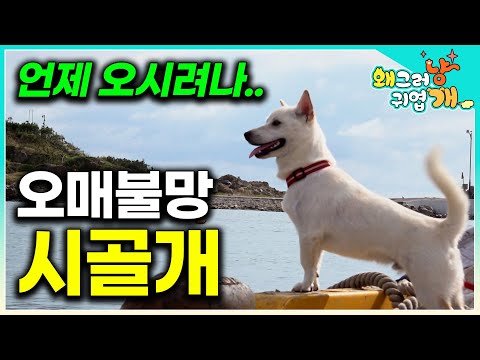 "오매불망 보호자만 기다리는 중..." 배타고 일 나간 할아버지 할머니를 기다리는 귀염둥이 시골 강아지의 매력 #왜그러냥귀엽개