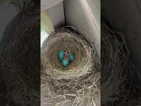 #birds  #lifeisbutadream #babybird #whowillbemylifepartnerta