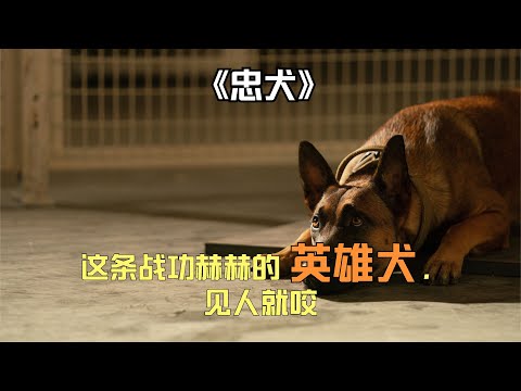 一條戰功赫赫的英雄犬，見人就咬，但這個男人卻冒死馴服了它 #小說 #戀愛 #重生 #女尊 #宅斗