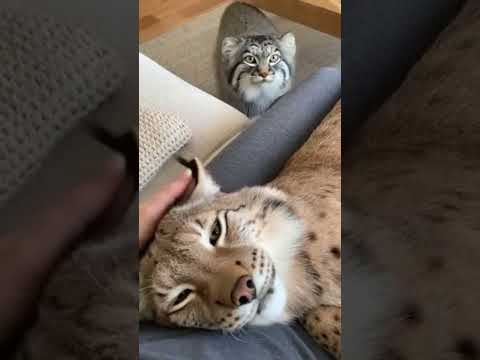 Jealousy Level: 1000