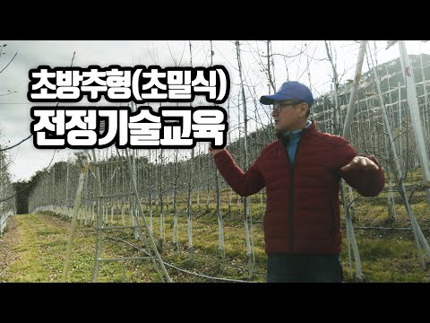 초방추형(초밀식) 사과 전정기술 (사)전국사과생산자협회 교육자료