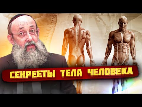 Секреты тела человека. Рав Ашер Кушнир