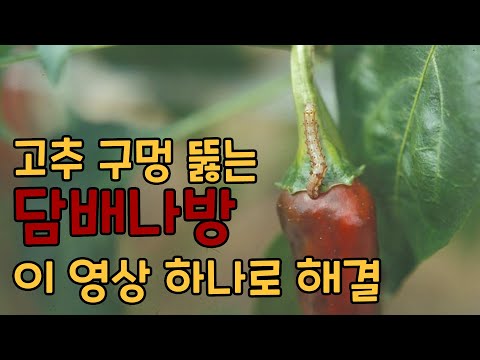 고추 구멍 뚫는 담배나방🐛 이 영상 하나로 해결!