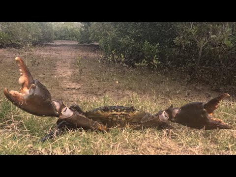 Mud Crabbing The Right Way [Cooking Whiting] Beach Fishing With Lures With Son For First Time