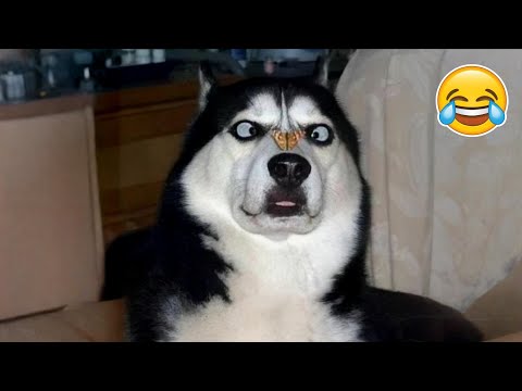 Funny Animals 2025 😹🐾 | Cats, Dogs & More in Epic Fails!
