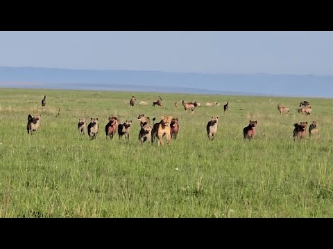 Lioness saves her sister from a pack of hyenas