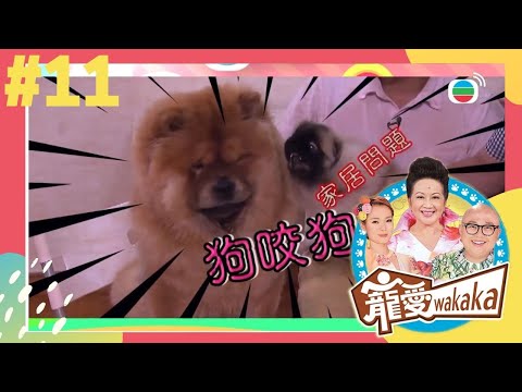 家庭失和！鬆師犬和北京犬愛吵架怎麼辦？！ | 寵愛wakaka | 家燕媽媽、林盛斌、呂慧儀 | TVB 親子節目 | 寵物節目 |