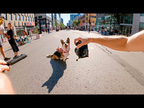 Capturing Montreal's Corgi Craze 📸🐾