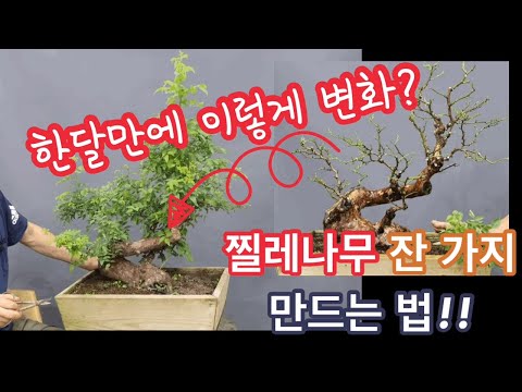 한달만에 이렇게 변화 ! /찔레나무 잔가지 만드는법