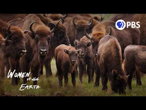 Why Are Buffalo Returning to Texas After 136 Years?