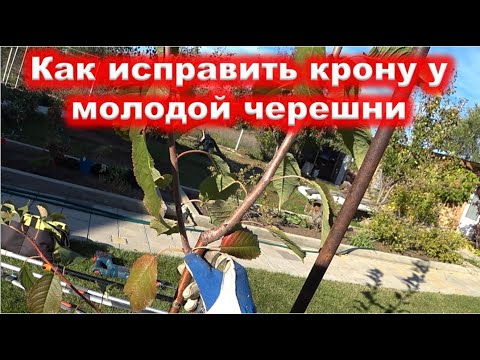 Исправление кроны у МОЛОДОЙ ЧЕРЕШНИ ОБРЕЗКОЙ