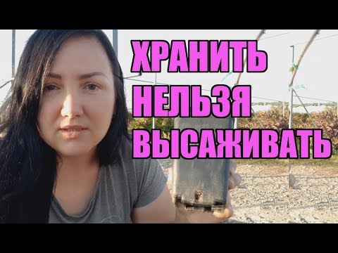 Как сохранить саженцы малины и ежевики до весны