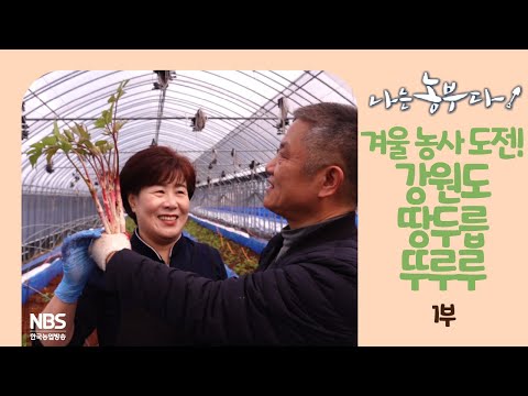 [나는농부다 238회 1부] 겨울 농사 도전! 강원도 땅두릅 뚜루루