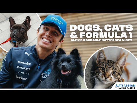 Dogs, Cats & F1: Alex Albon’s Adorable Battersea Visit!