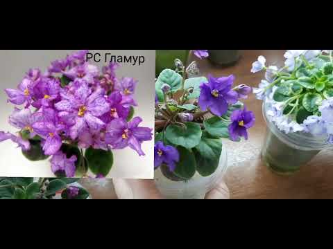 A review of blooming violets with names. November 26, 2025