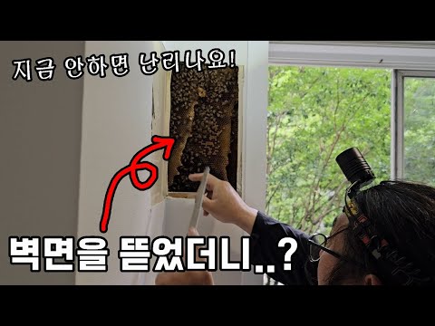※긴급출동) 제보 받고 간 현장, 아파트 벽면을 뜯었더니..꿀벌 3만마리가..?!