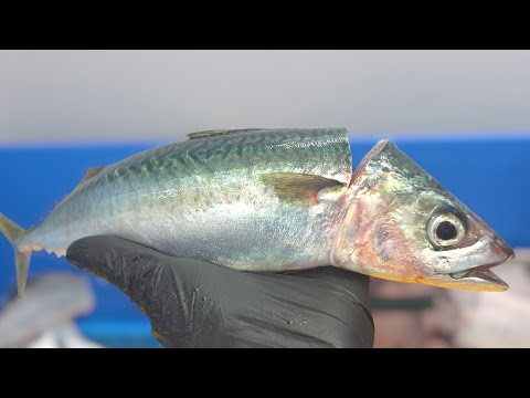 Amazing Mackerel Filleting! The Shocking Process of Making Fresh Saba Sashimi!
