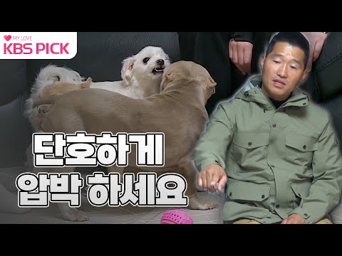 [#개는훌륭하다] 지나가기만 해도 바로 짖는다! 몰티즈 '치치' 앞에 나타난 불리 대가족! 🐶ㅣKBS 221114 방송