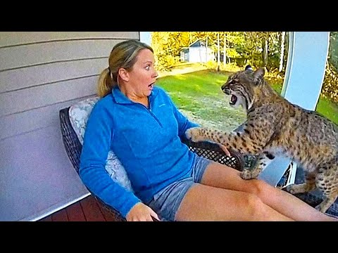 Crying Bobcat Begs Woman for Help on Her Porch – She Turns Pale When She Sees Why!